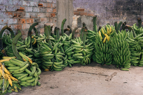 Group of bunches of green bananas in a jungle market in Peru