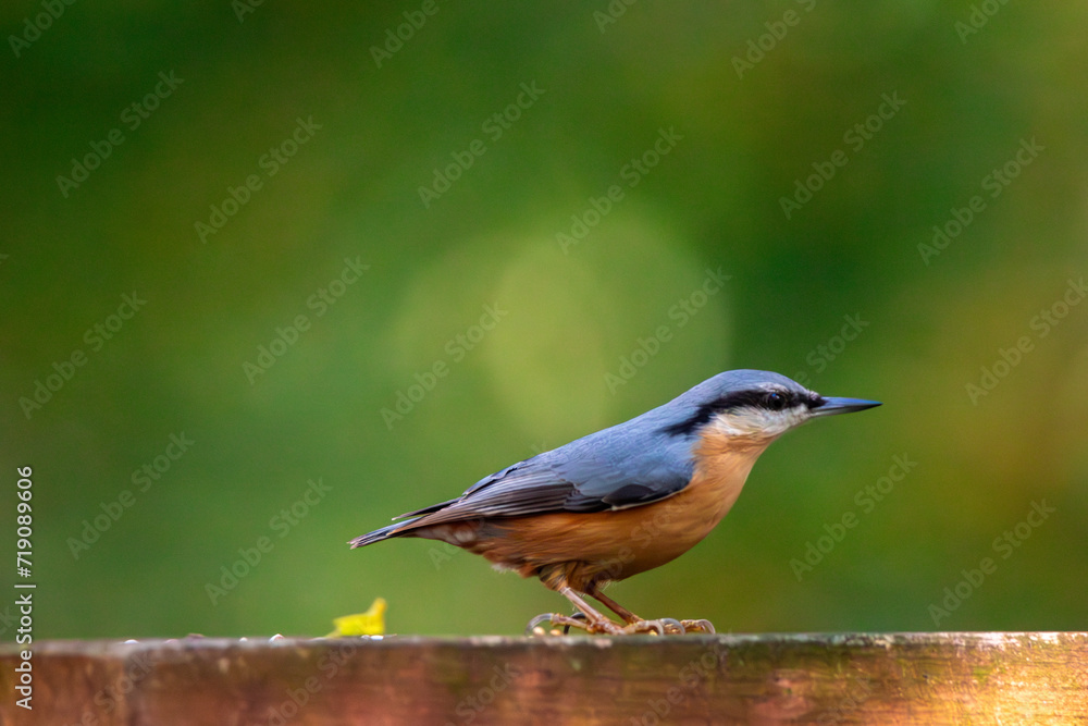Eurasian nuthatch bird feeding on feeder Eurasian nuthatch bird feeding on feeder