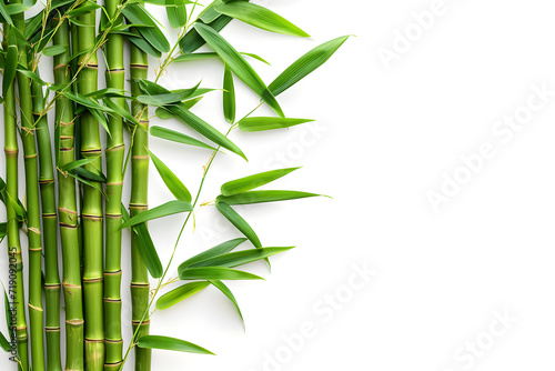 Green bamboo branches isolated on white background