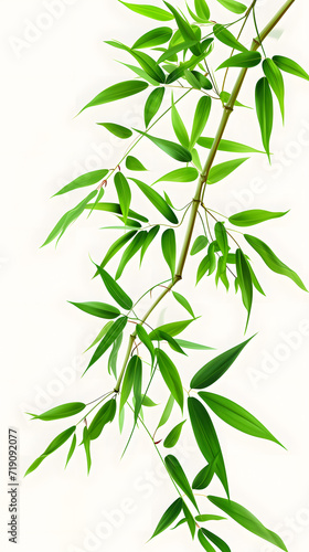 Green bamboo branches isolated on white background