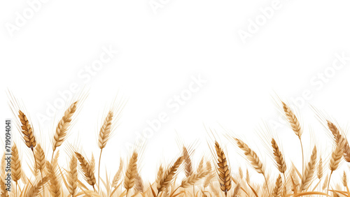 Wheat field cut out. Field of wheat on transparent background photo