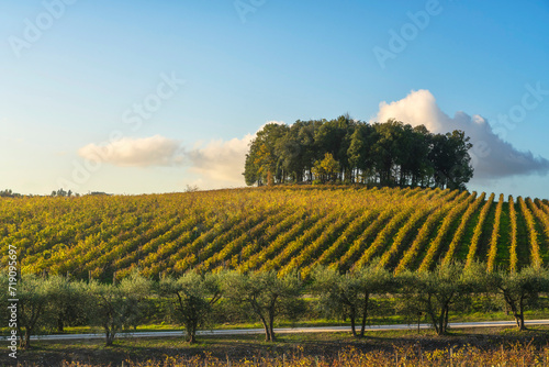 Group of trees on a hill above a vineyard. Chianti region. Castelnuovo Berardenga, Tuscany