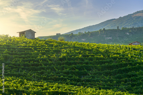 Vineyards of Prosecco at sunset. Valdobbiadene, Veneto region, Italy