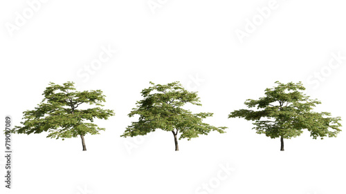 set of trees, 3D rendering, isolated on a transparent background. Perfect for illustration, digital composition, and architecture visualization © ANDRIBENKY
