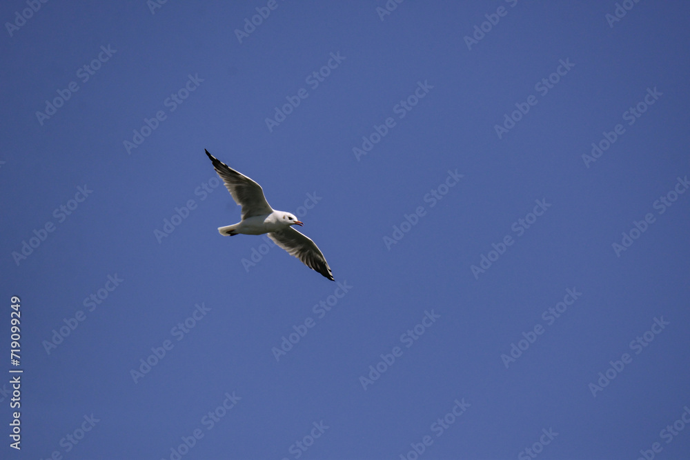 Obraz premium Vega Gull flying on the blue sky. Wild seabird in natural environment