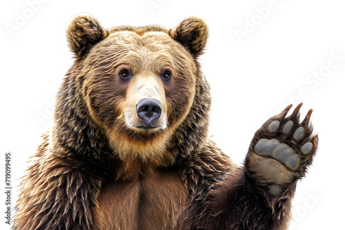 Brown bear isolated on white background