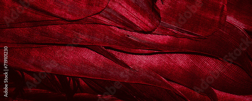 red feathers with visible texture