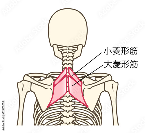 小菱形筋、大菱形筋、名称あり