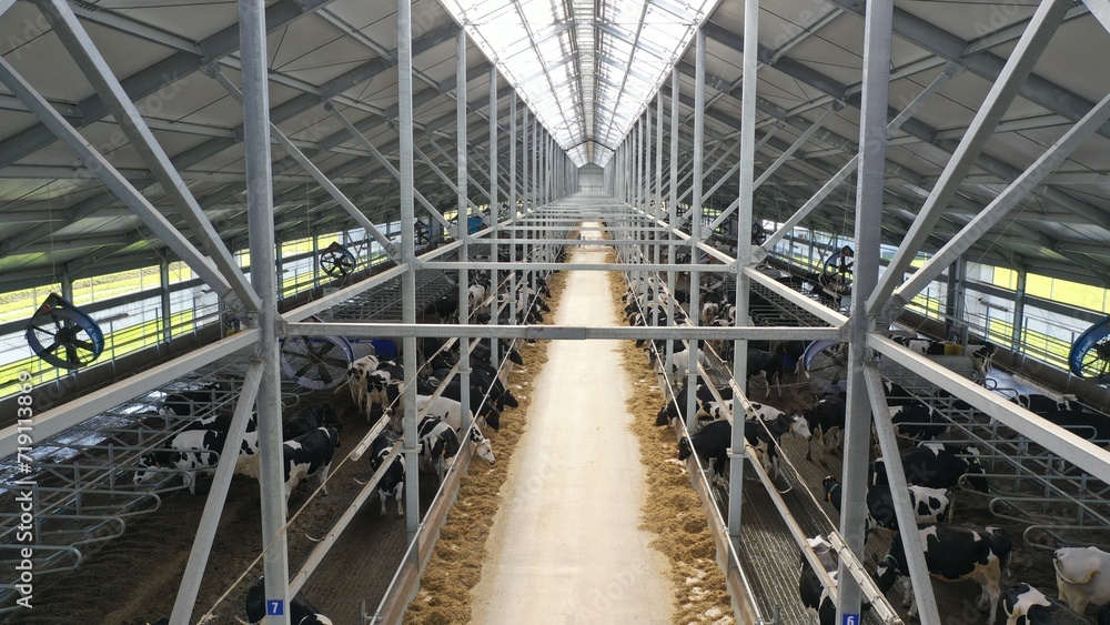 Brest region, Belarus - 2024.01.29: Shed for keeping and feeding cows. Herd of cows in a metal hangar, with ventilation, feeding line, drinkers - view from a height.