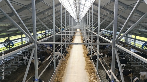 Brest region, Belarus - 2024.01.29: Shed for keeping and feeding cows. Herd of cows in a metal hangar, with ventilation, feeding line, drinkers - view from a height.