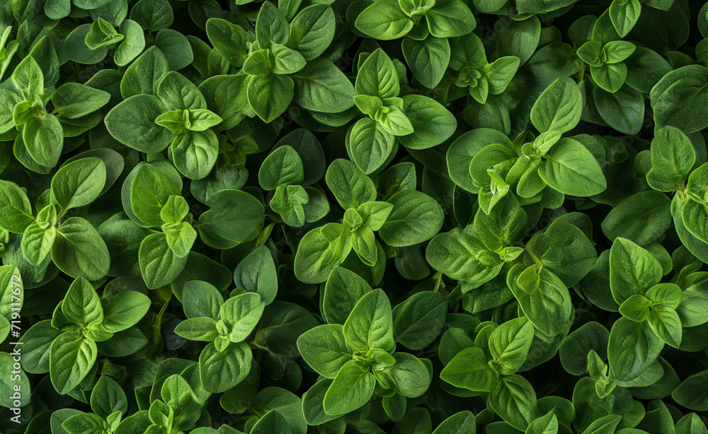 Herbal Mosaic: Intricate Arrangement of Green Herbs Herbal Mosaic: Intricate Arrangement of Green Herbs