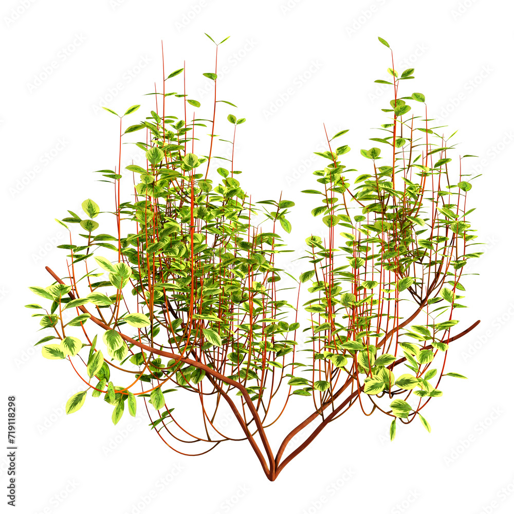 Naklejka premium 3D Rendering Cornus Bush on White