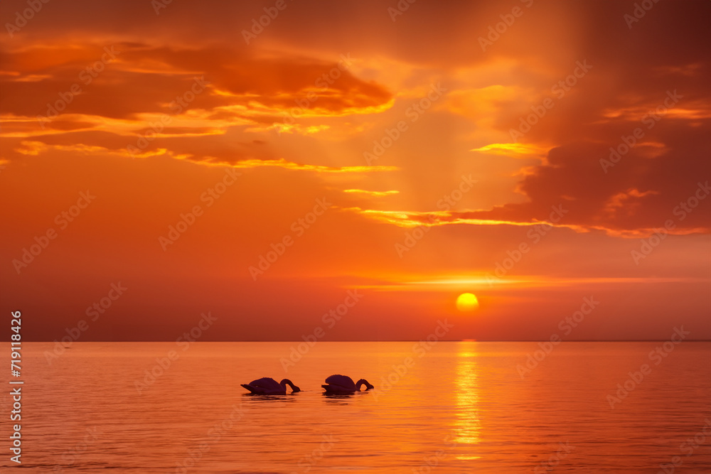 sea sunset. beautiful orange sunset with the setting sun and glare over the sea, two white swans swimming, nature concept
