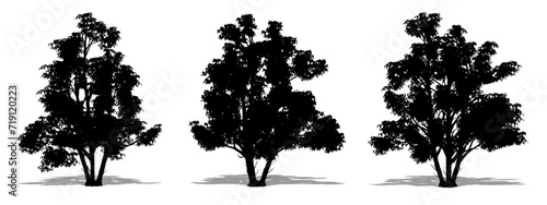 Set or collection of Kousa Dogwood trees as a black silhouette on white background. Concept or conceptual vector for nature, planet, ecology and conservation, strength, endurance and  beauty photo