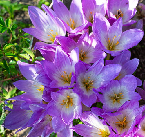 autumn crocus