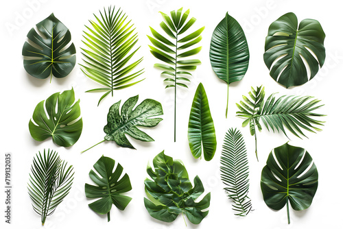 Collection of tropical leaves isolated on white background