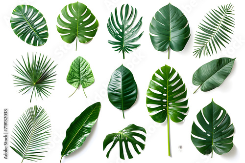 Collection of tropical leaves isolated on white background
