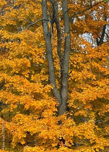 Dark tree trunks framed and surrounded by orange  autumn  tree leaves