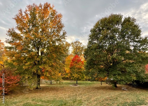 Backyard landscape full of mature oak and maple trees turning fall colors