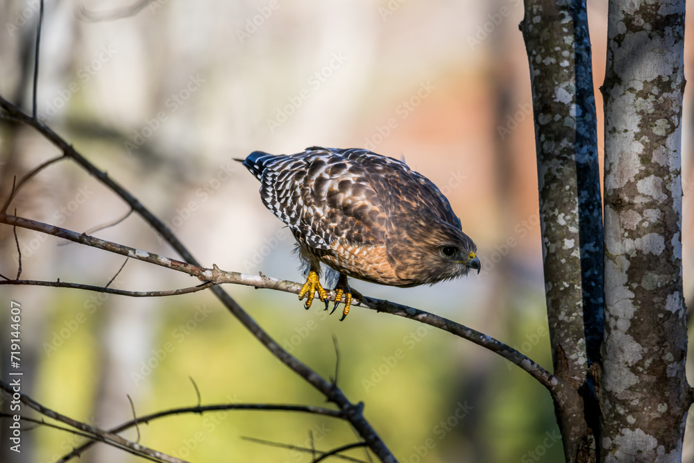 Red Shouldered Hawk Preparing to Launch Red Shouldered Hawk Preparing to Launch
