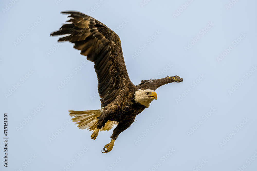 Obraz premium American bald eagle in flight