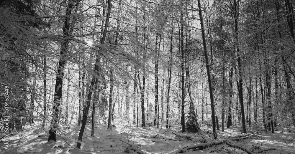 Frost im Wald