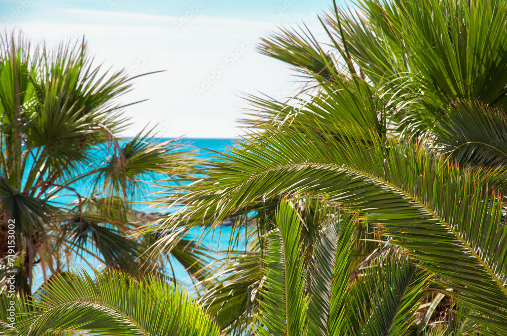 Fototapeta premium Sea resort with palm trees