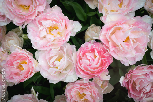 Tulips and other flowers in the Garden.