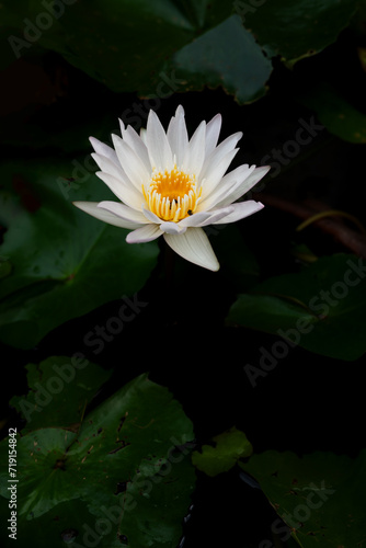 close up white lotus flower blooming on background.