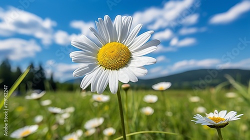 Summer meadow on bright sunny day.