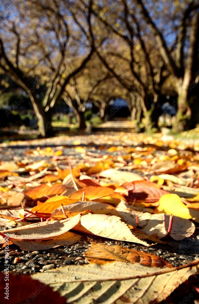Obraz premium autumn leaves in the park