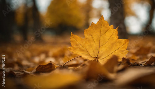 Autumn Yellow Leaves