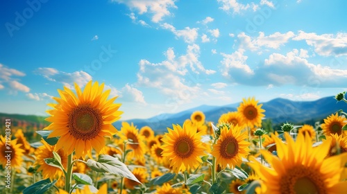 Sunflowers in the field  Generative ai