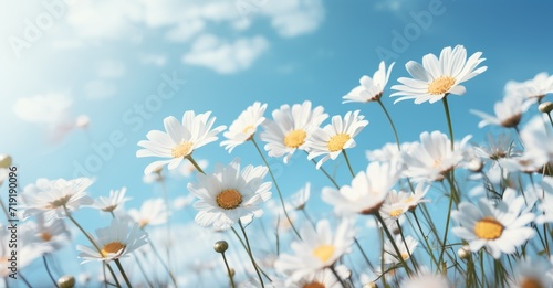 A field filled with white daisies stretches out under a clear blue sky.