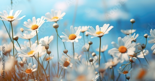 A vibrant field of daisies under a clear blue sky.