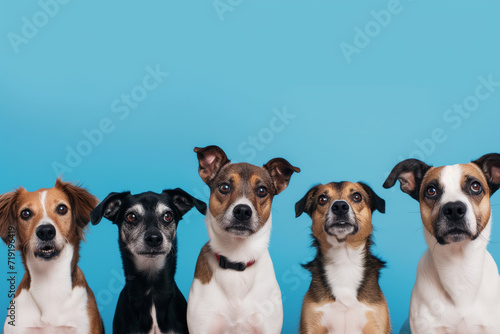 many dogs with open mouth on blue background. mouths open. Waiting for dog food. dogs sticking out their tongues. Portrait of purebred dogs sticking out tongue against blue background. © Nataliia_Trushchenko