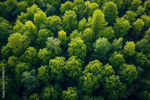 Aerial Shot of a Springtime Forest