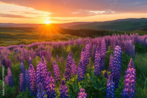 Sunset View of a Field with Purple Lupines