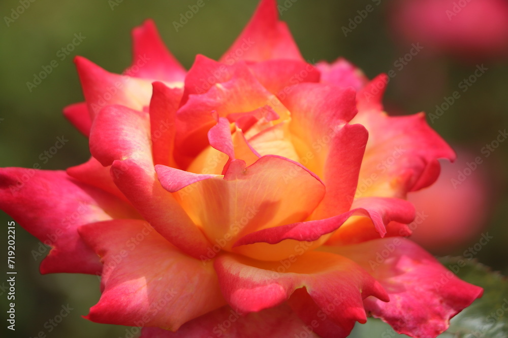 Pink and orange rose Pink and orange rose