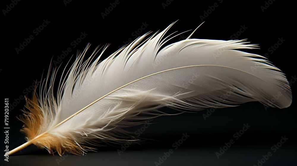 feather bird soft fluffy wing
feather bird soft fluffy wing