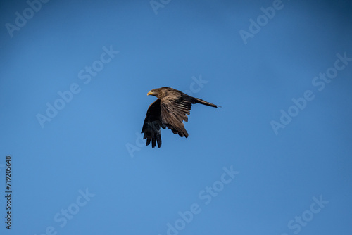 a black kite flies with its wings spread and looks out for prey on a sunny day