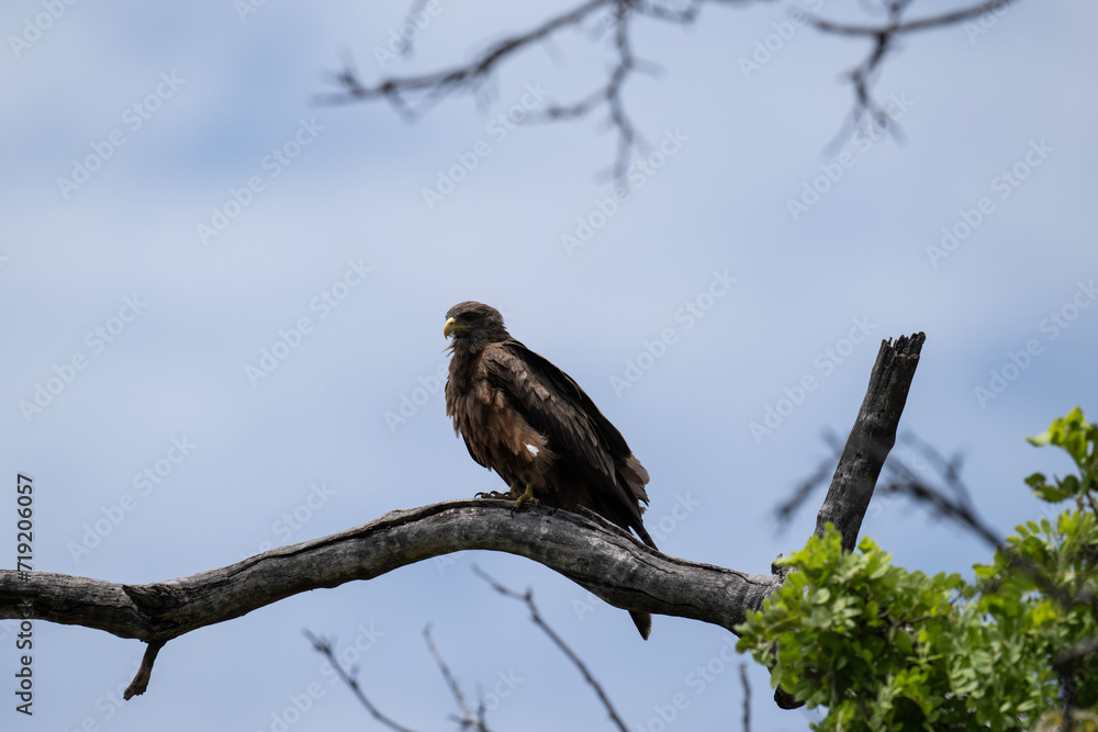 a black kite flies with its wings spread and looks out for prey on a sunny day a black kite flies with its wings spread and looks out for prey on a sunny day