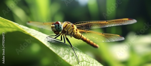 closeup of swamp darner dragonfly Epiaeschna heros sitting on green leaf against blurred backgroun photo