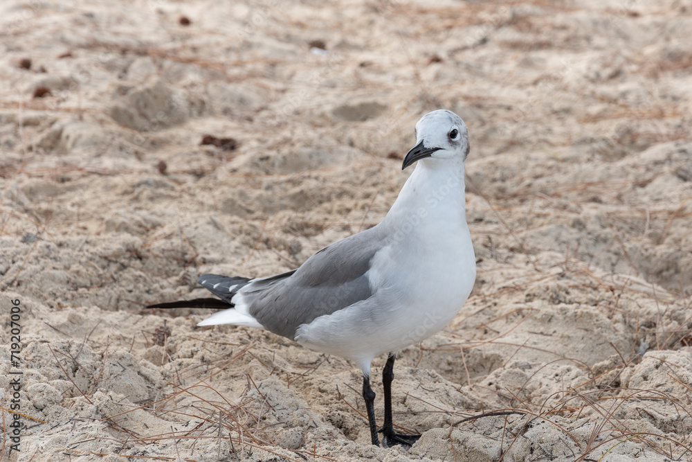 Fototapeta premium Une mouette dans le sable