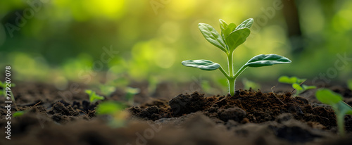 Small green seedlings grow from the ground with the rays of the morning sun shining. The concept of growth  greening  ecological balance  go green  environment.