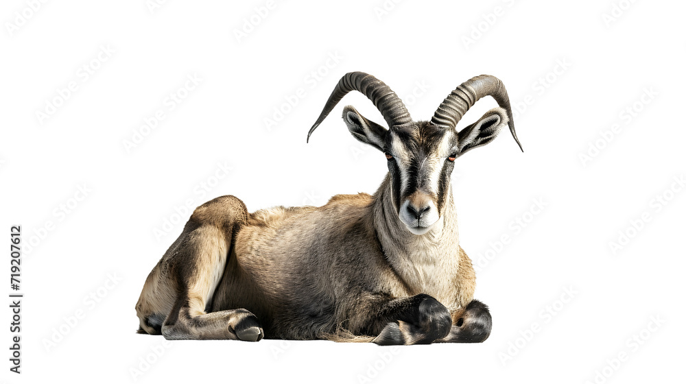 A Goat With Long Horns Laying Down on the Ground