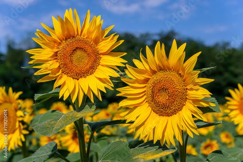 Sunflowers in the field