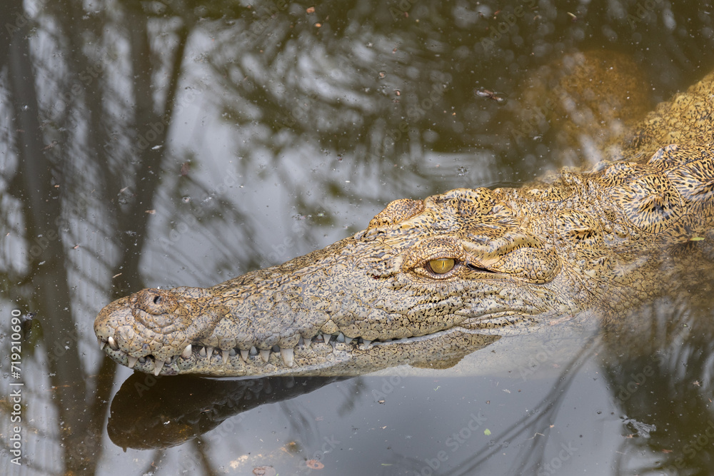 Fototapeta premium Crocodile de Floride