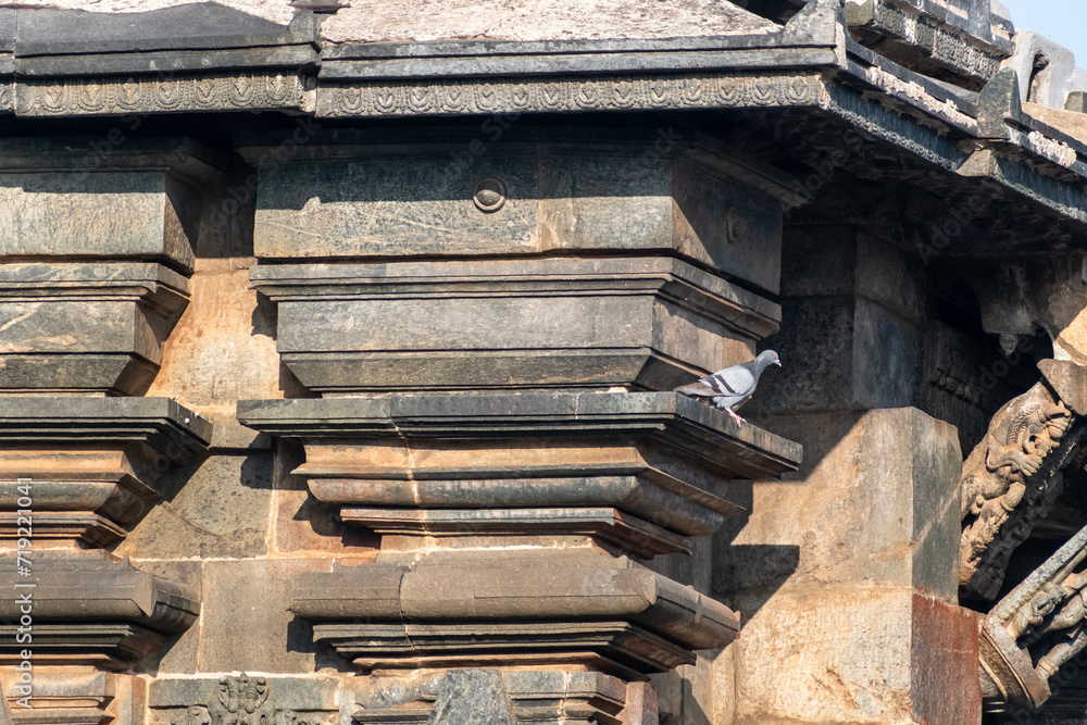 A pigeon perched on the stone wall of the ancient Chennakeshava temple in Belur, Karnataka. A pigeon perched on the stone wall of the ancient Chennakeshava temple in Belur, Karnataka.