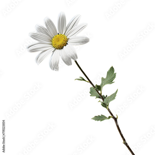 Daisy flower branch isolated on transparent or white background